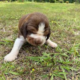 Boy 2 dark brown collar - Red and white male English Springer Spaniel puppy in Bonifay, Florida from Sherrouse English Springer Spaniels