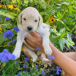 Clementine- light pink - Cream female Goldendoodle puppy in Carlton, Minnesota from Lakeside Doodles MN