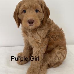 Girl 2 - Gold male Australian Cobberdog puppy in Grand Rapids, Michigan from Joreese Australian Cobberdogs