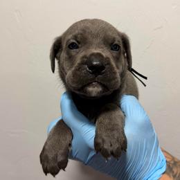 Male 2 - Gray male Cane Corso puppy in Cashion, Oklahoma from APEXOK Cane Corsos LLC