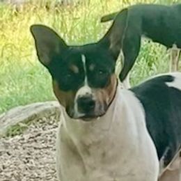 Rat Terriers from Everland Farm
