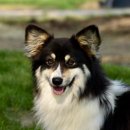 Tux - Pembroke Welsh Corgi