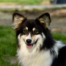 Tux - Pembroke Welsh Corgi