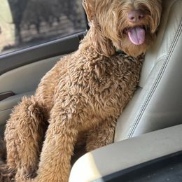Bingo - Goldendoodle
