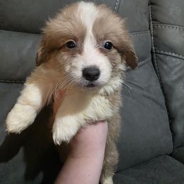 Red Bluie Full Fluffy Male - White and red male Pembroke Welsh Corgi puppy in Unicoi, Tennessee from East Tennessee Clark Corgis