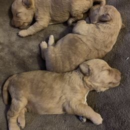 Lakeland Terrier Puppies from Well-Red Lakeland Terriers