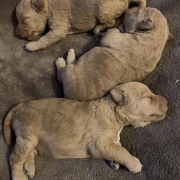 Lakeland Terrier Puppies from Well-Red Lakeland Terriers