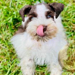 Miniature Schnauzer Puppies from Crown Schnauzers KC