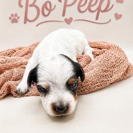 Bo Peep - Piebald female Dachshund puppy in Waco, Georgia from Huff Family Doxies & Doodles