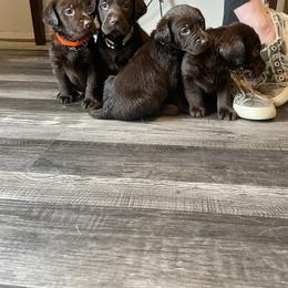 Labrador Retriever Puppies from Reniers Labrador Retrievers