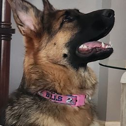 Mia - German Shepherd