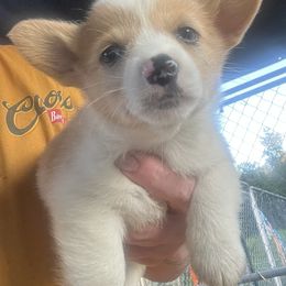 Girl 1 - Sable merle and white female American Corgi puppy in Sequatchie, Tennessee from Green Star Farm Corgis