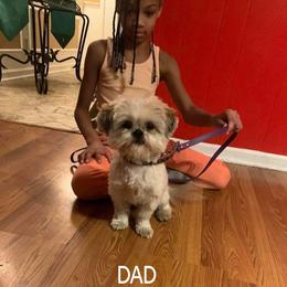 Prince - Shih Tzu