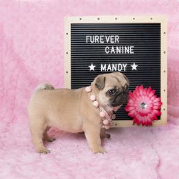French Bulldog and Pug Puppies from FurEver Canine