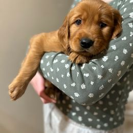 Assorted Doodle Crosses and Golden Retriever Puppies from Golden Palms Puppies