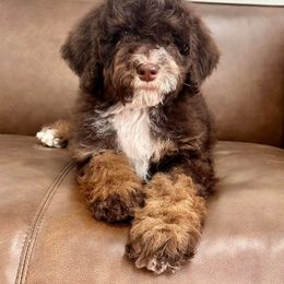 Bernedoodle and Cavapoo Puppies from Dulcito Doodles