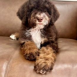 Bernedoodle and Cavapoo Puppies from Dulcito Doodles