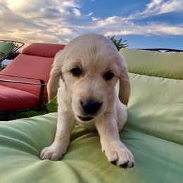 Boy 3 - BLACK - Light golden Golden Retriever puppy in Lewiston, Idaho from Twin River Goldens