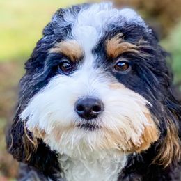 Lola - Assorted Doodle Crosses