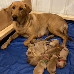 Boy 1 - Yellow male Labrador Retriever puppy in Eleva, Wisconsin from Dan's Labrador Retrievers