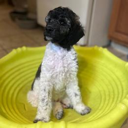 Tango - Parti male Poodle puppy in Kirkville, New York from Mosswood Standard Poodles