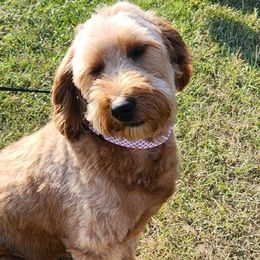 Sophie - Goldendoodle