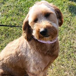 Sophie - Goldendoodle