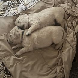 Golden Retriever Puppies from Abundant Grace Goldens
