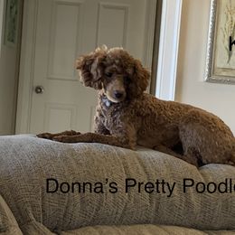 Katie - Poodle