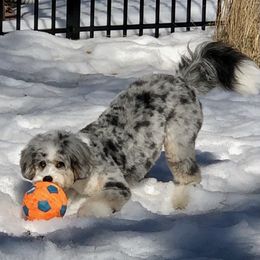 Aussiedoodle Puppies from Crystal Ridge Doodles