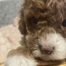 Cavapoos and Goldendoodles from Countyline Doodles LLC