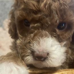 Cavapoos and Goldendoodles from Countyline Doodles LLC