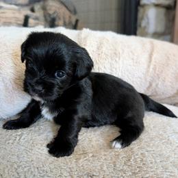 KB Girl 1 - Bailey - Black and tan female Yorkshire Terrier puppy in Owenton, Kentucky from Robertson's Dream Ranch Aussies & Yorkies