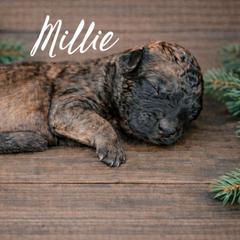 Millie - Wheaten female Whoodle puppy in Knoxville, Tennessee from Fleury Farm Doodles TN