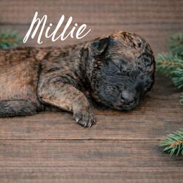 Millie - Wheaten female Whoodle puppy in Knoxville, Tennessee from Fleury Farm Doodles TN