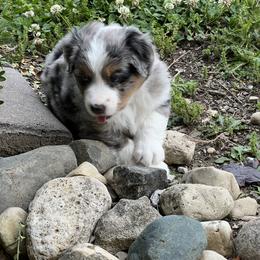 Milo - Blue merle male Miniature American Shepherd puppy in Troy, Ohio from Wiggle Wags Miniature American Shepherds
