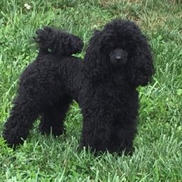 Charley - Poodle