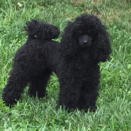 Charley - Poodle
