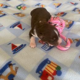 Ruby - Red tri-color female Australian Shepherd puppy in Cypress, Texas from Cypress Aussies