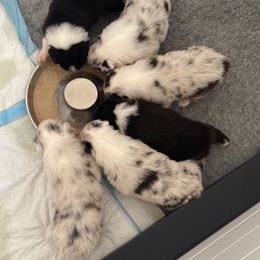 "First meals" Australian Shepherd Puppies from Mezzo Australian Shepherds