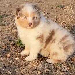 Stetson - Red merle male Australian Shepherd puppy in Clover, Virginia from Four Winds Australian Shepherds