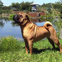 Chinese Shar-Pei All Grown Up from Dee Dee Wells's Chinese Shar-Pei