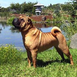Chinese Shar-Pei All Grown Up from Dee Dee Wells's Chinese Shar-Pei