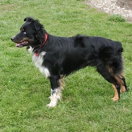 Ike - Australian Shepherd