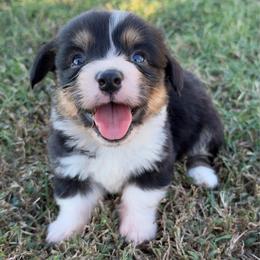 Dean - Black and tan male Pembroke Welsh Corgi puppy in Beggs, Oklahoma from Blue Diamond Corgi’s