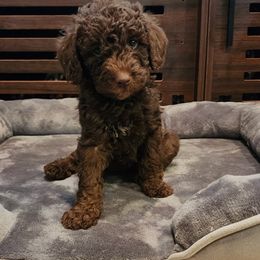 Dachshund and Labradoodle Puppies from Fritz Family Friends