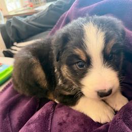 Gumbo - Black tri-color male Australian Shepherd puppy in Franklinton, Louisiana from Cottonwood Farms Australian Shepherds