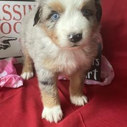 Miniature Australian Shepherd and Toy Australian Shepherd Puppies from Autumn & Colt’s Aussies