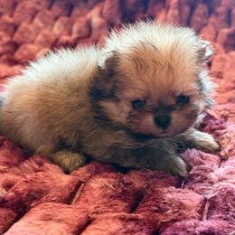 London - Orange sable female Pomeranian puppy in Waterloo, Indiana from Garcias Pomeranian