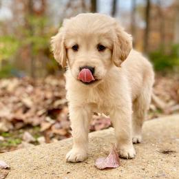 Golden Retrievers from D&J Golden Retrievers